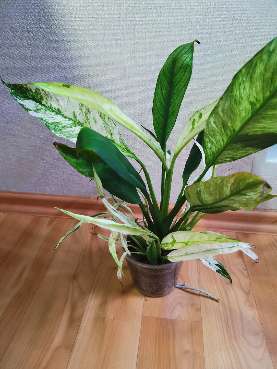 New One (январь 2021 года)