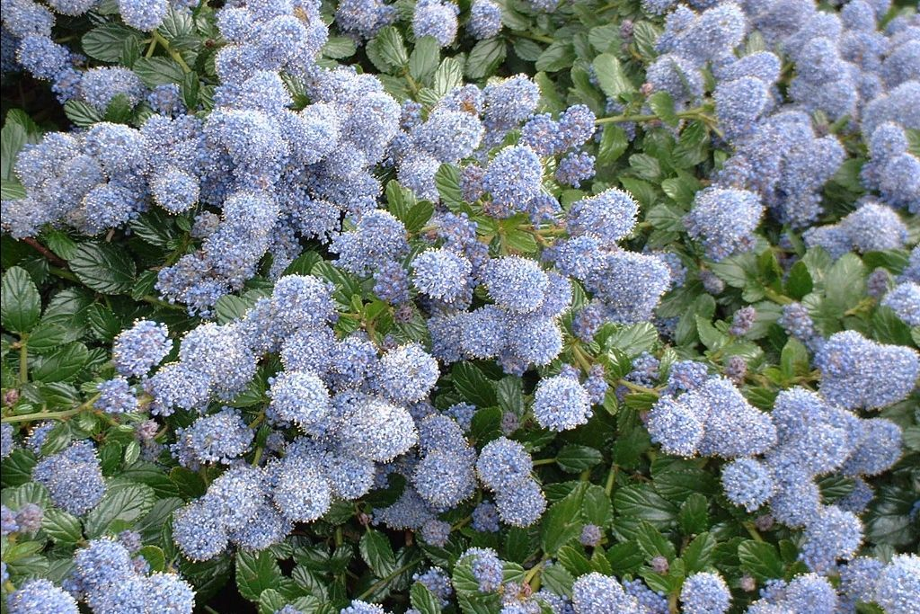 Источник: польский питомник futuregardens.pl
