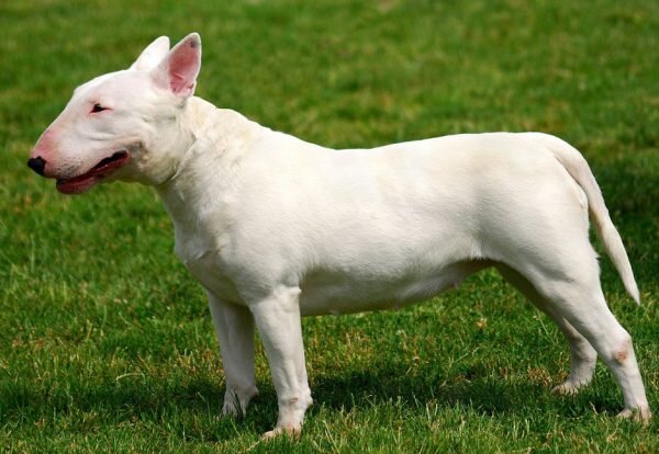 Бультерьеры обладают загнутой вниз мордой; эта черта стала характерной только в последние десятилетия развития породы