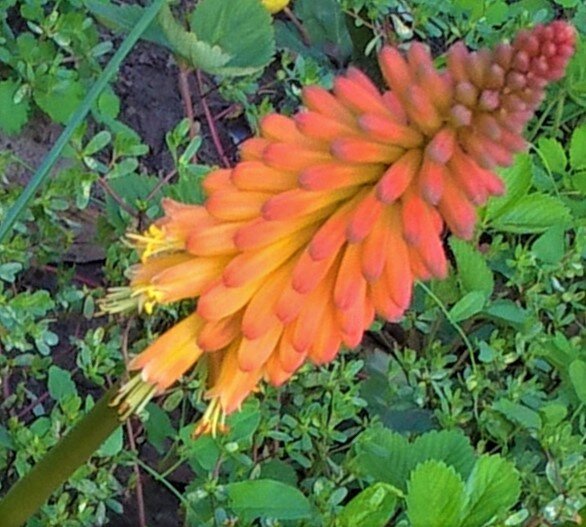 Книфофия, соцветие 