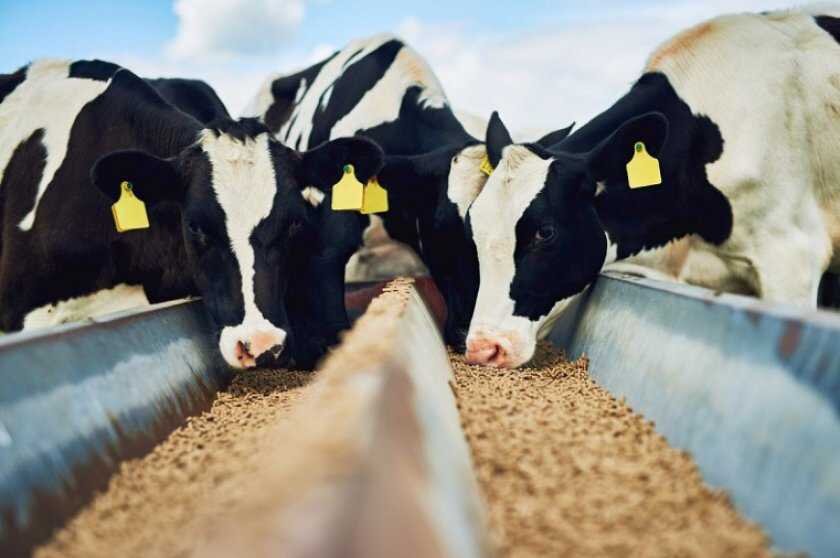 Дорогие читатели нашего канала, в наших публикациях мы говорили о том, что можно отказаться от мясокостной муки в корме для животных, в пользу переработанных биоотходов.-4