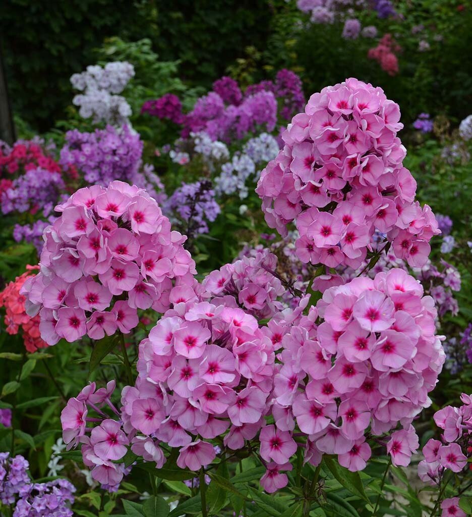 Флокс Цитадель