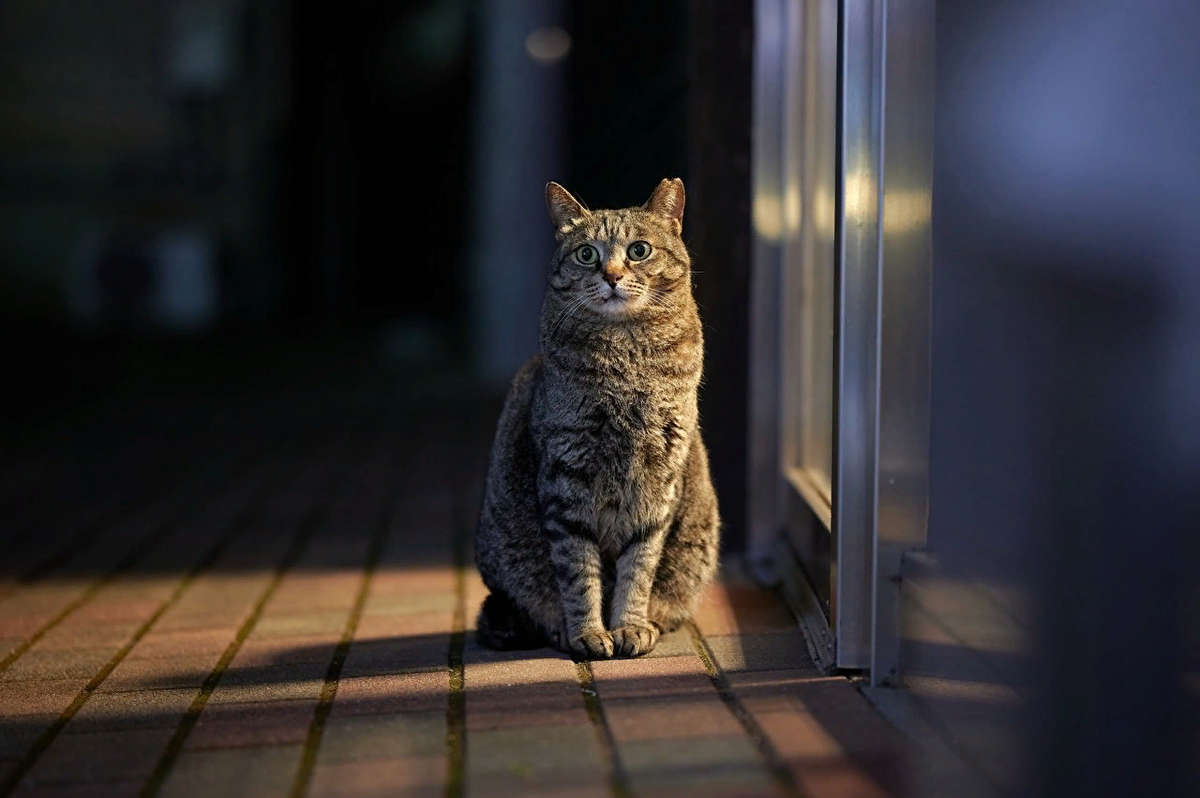 🐱Уникальное поведение вашей кошки, как его понять: руководство для  владельцев кошек | Нос, хвост, лапы | Дзен