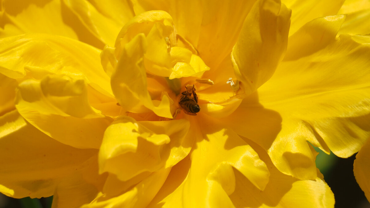 Трудолюбивая пчелка.