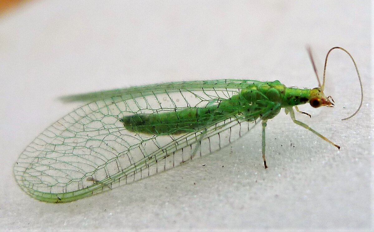 Chrysoperla carnea, или златоглазка. Ее вы можете увидеть у себя на окне