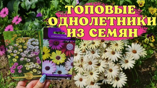 Самые красивые однолетники из семян. Показываю что нового привезли, популярные и любимые растения