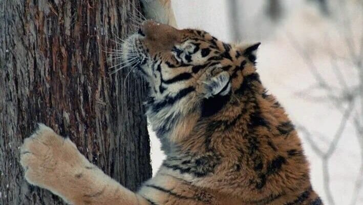     Сегодня, в первый день весны, во всём мире отмечается День кошек. Ну что ж, тигры — они же тоже кошки, только крупные. Вспомним пять самых ярких историй зимы 2023 года, в которых фигурировала шикарная полосатая краснокнижная кошка.