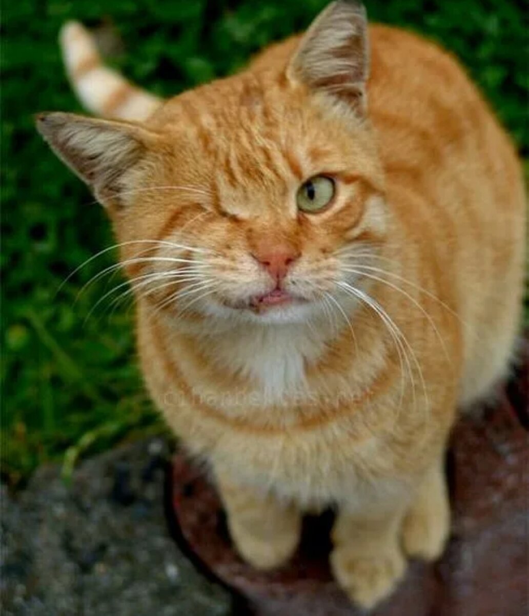 А кто его знает чего он моргает. Хитрый кот. И кто его знает чего он моргает. А кто его знает чего он моргает. И кто его знает текст.