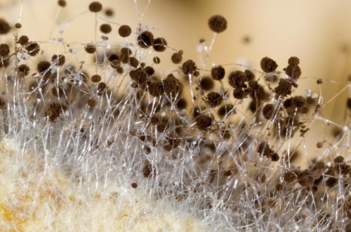    Плесень под микроскопом