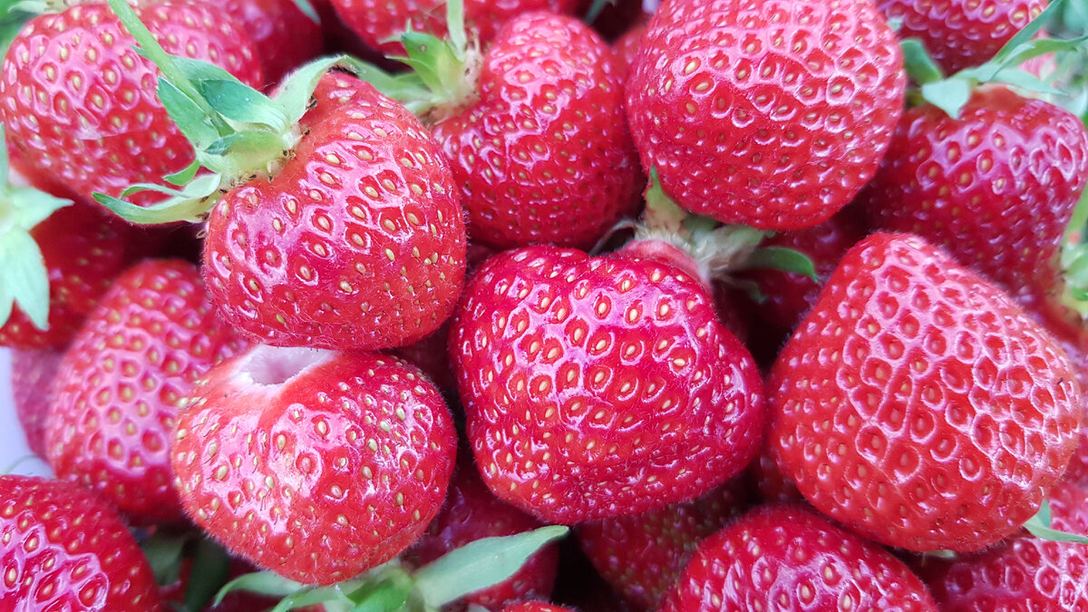 садовая земляника