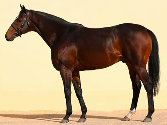     Фото: полиция Чехии