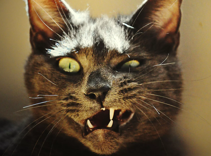Вредность кошачья
