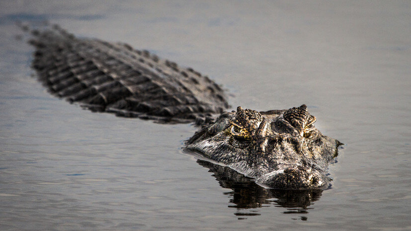   Gettyimages.ru Andres Ruggeri / EyeEm