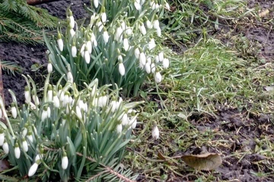     В Петербурге распустились первые подснежники  СОЦСЕТИ