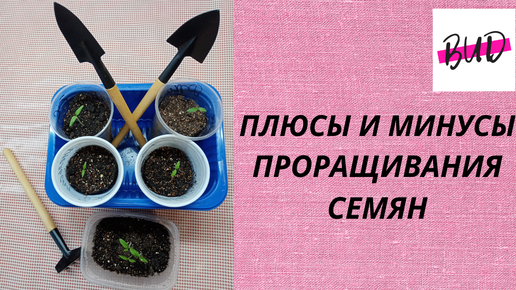 ПРОРАЩИВАНИЕ СЕМЯН. ПЛЮСЫ И МИНУСЫ.