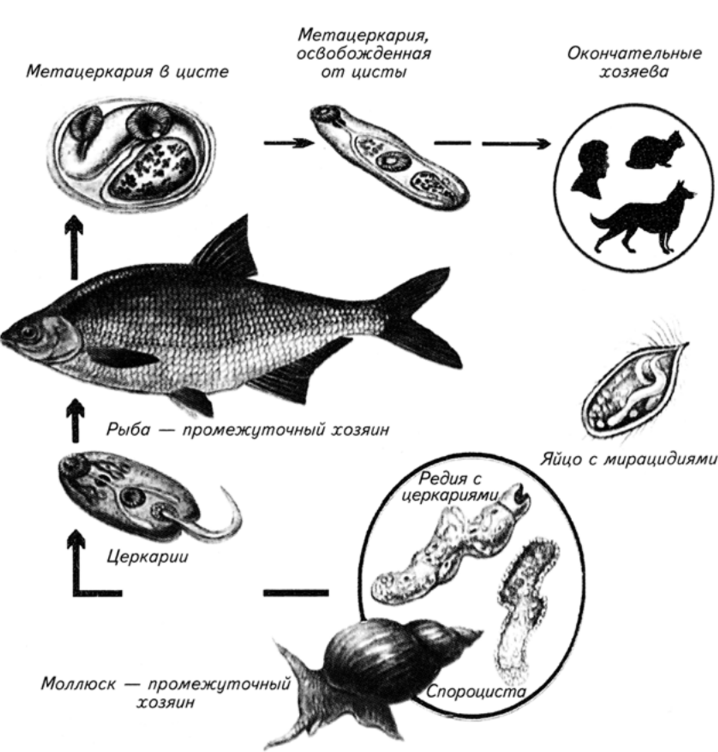 Схема развития описторхоза