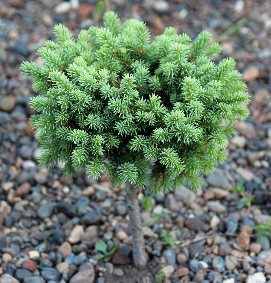 Ель сибирская (Picea obovata), карликовые декоративные сорта | Декоративные  древесные растения для Сибири | Дзен