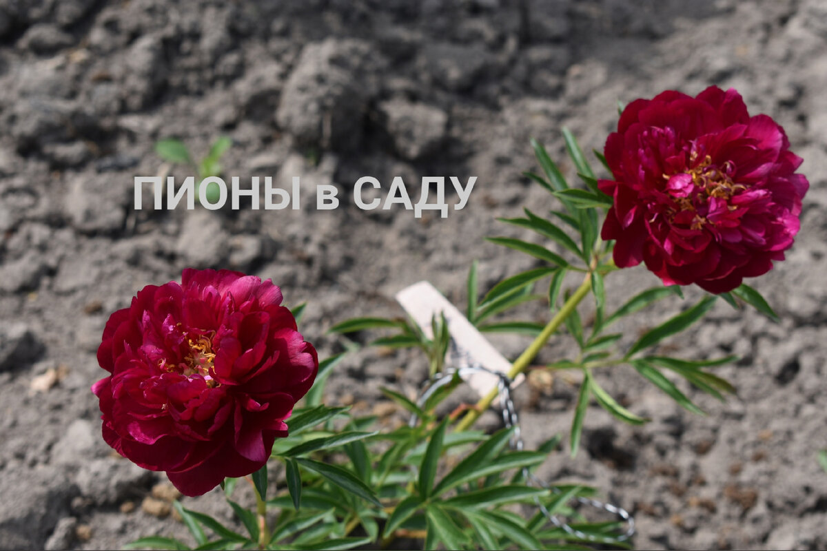 Пион Фаворит-Любимый у автора,а возможно любимый у вас. Пионы в Саду Дзен