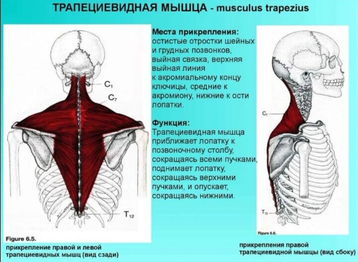 Голове станет легче. Вот почему нужно уделять внимание вашей трапециевидной мышце