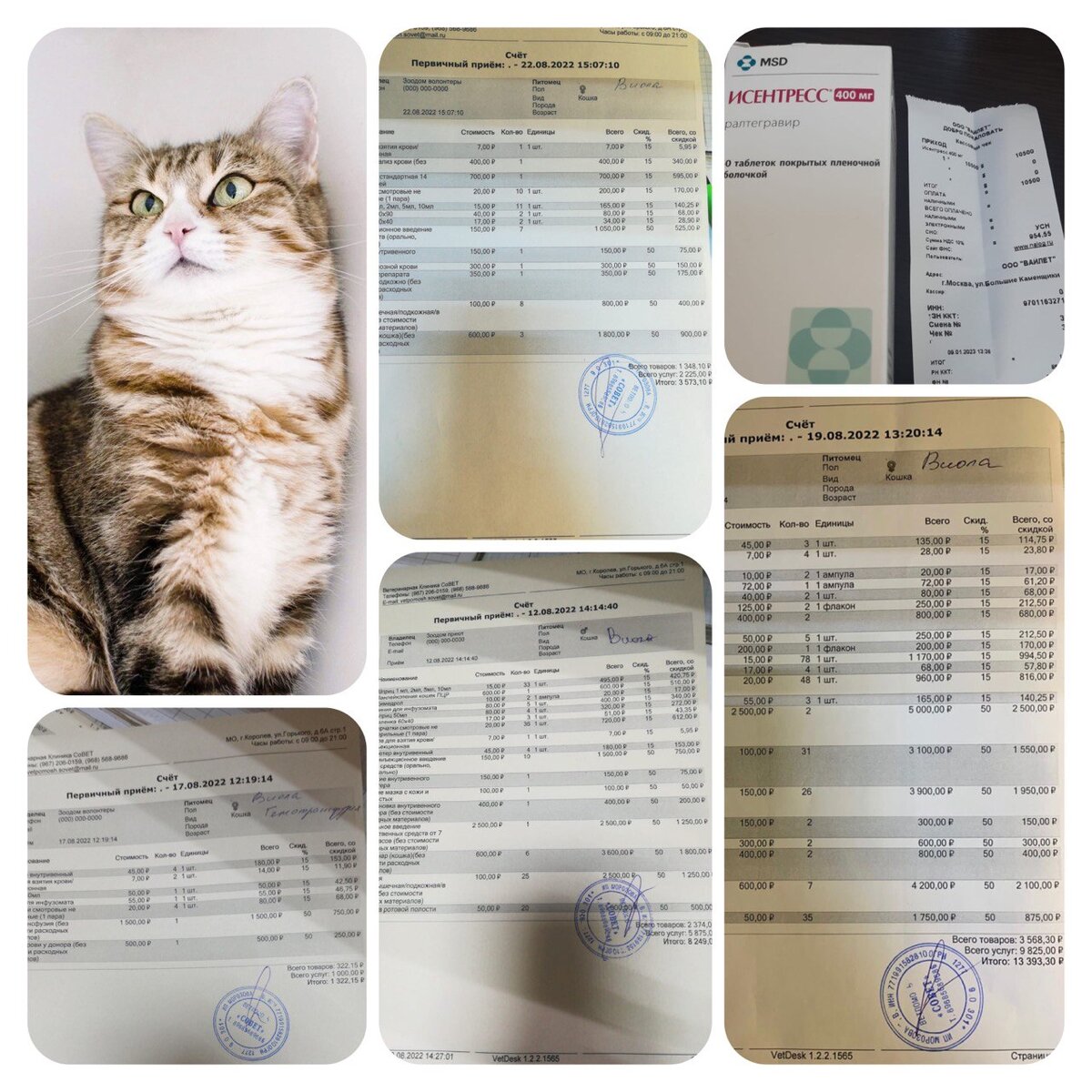 Виола невероятная! Девочка в стойкой ремиссии, она совсем молоденькая, ей хочется бегать, прыгать, играть, но мы пока не смогли найти ей дом и, возможно, не сможем никогда.