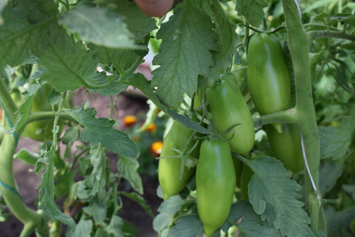 обожаю томаты такой формы(фото автора)