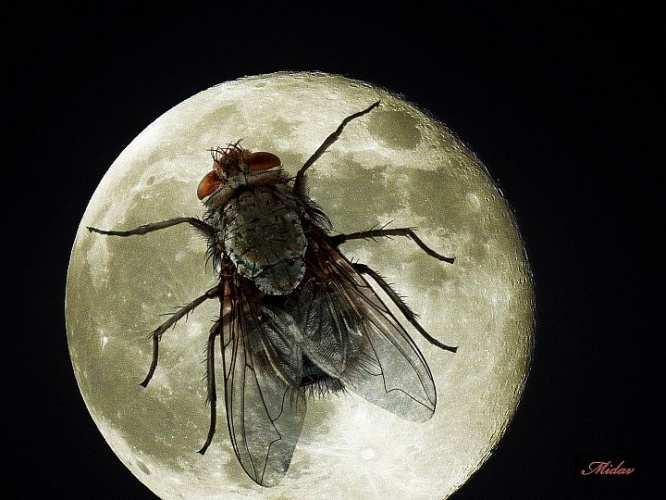 Фотография из секретных архивов НАСА