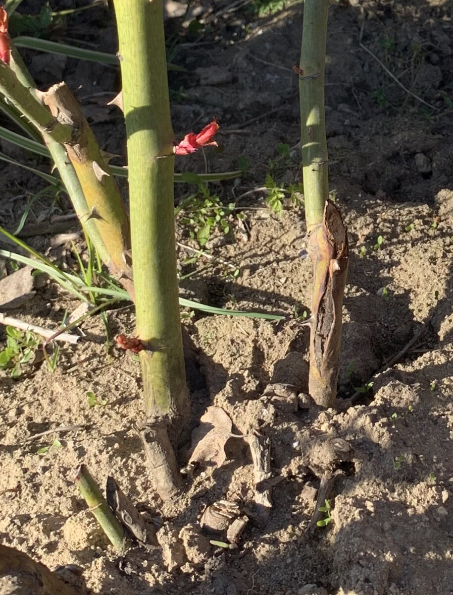 Морозобоина на розе