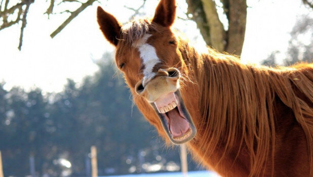 вот он, ржот над нами))) фото с сайта https://altapress.ru/zhizn/story/chelyabinka-zayavila-chto-ee-iznasiloval-kon-posle-etogo-uvolili-slishkom-bukvalnuyu-sotrudnitsu-politsii-281484