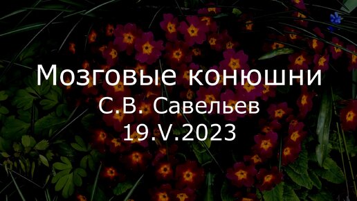 С.В. Савельев. Мозговые конюшни - [20230519]