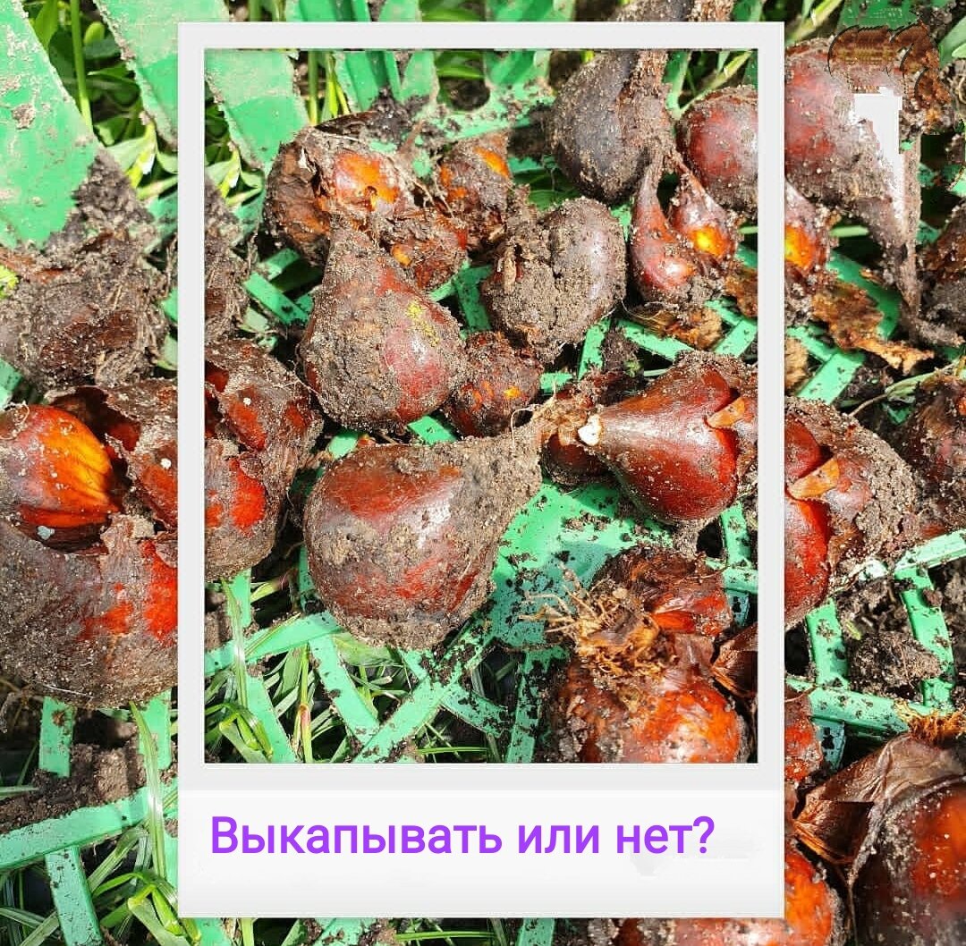 Надо ли выкапывать луковицы тюльпанов? Это пустая трата времени или все ...