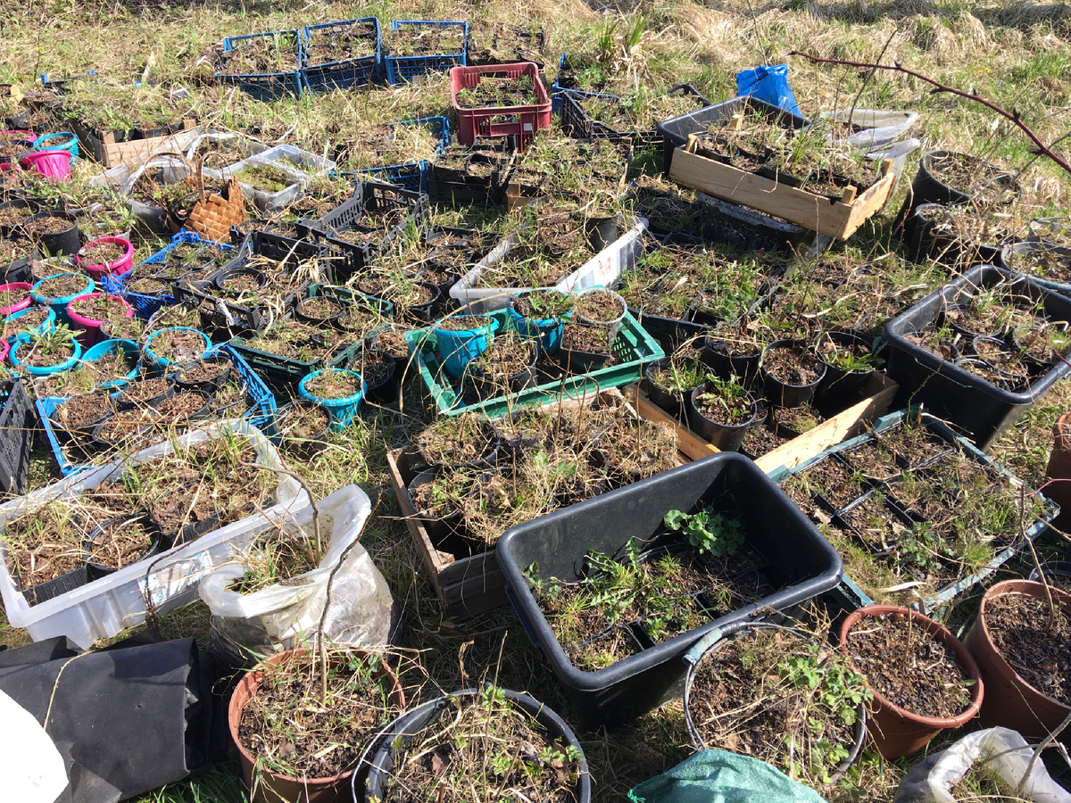 Кедр манчжурский, сибирская сосна(кедр сибирский), ежевика, каштан, вяз карагач, манчжурский орех, лиственница( семена от лучших деревьев Москвы брал, второе поколение это хорошо)….