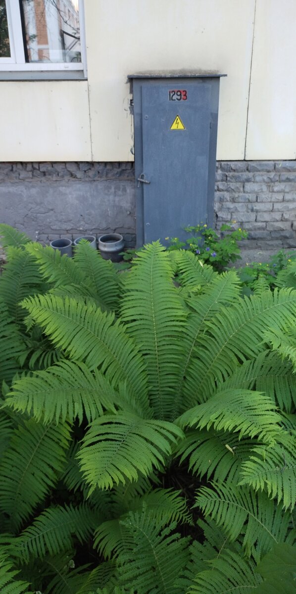 Воронкообразный папоротник  