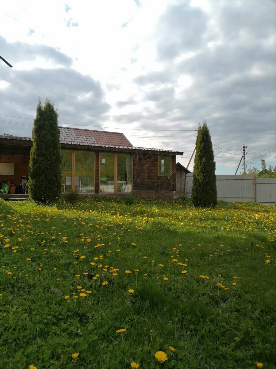 Обожаю одуванчики! 