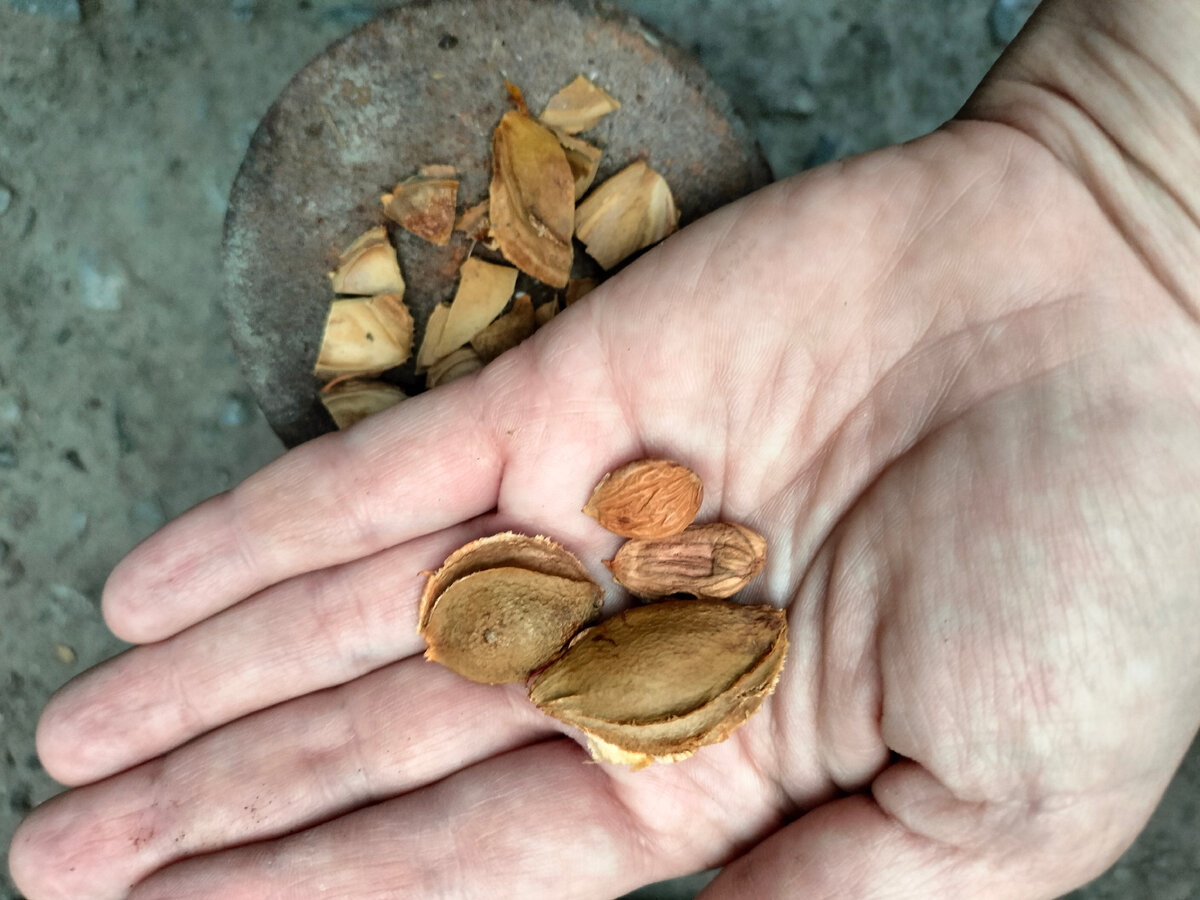 Зернышки из покупных абрикосов в этом году