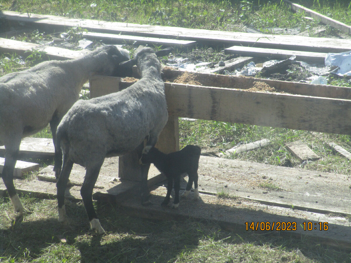 кушают зерно