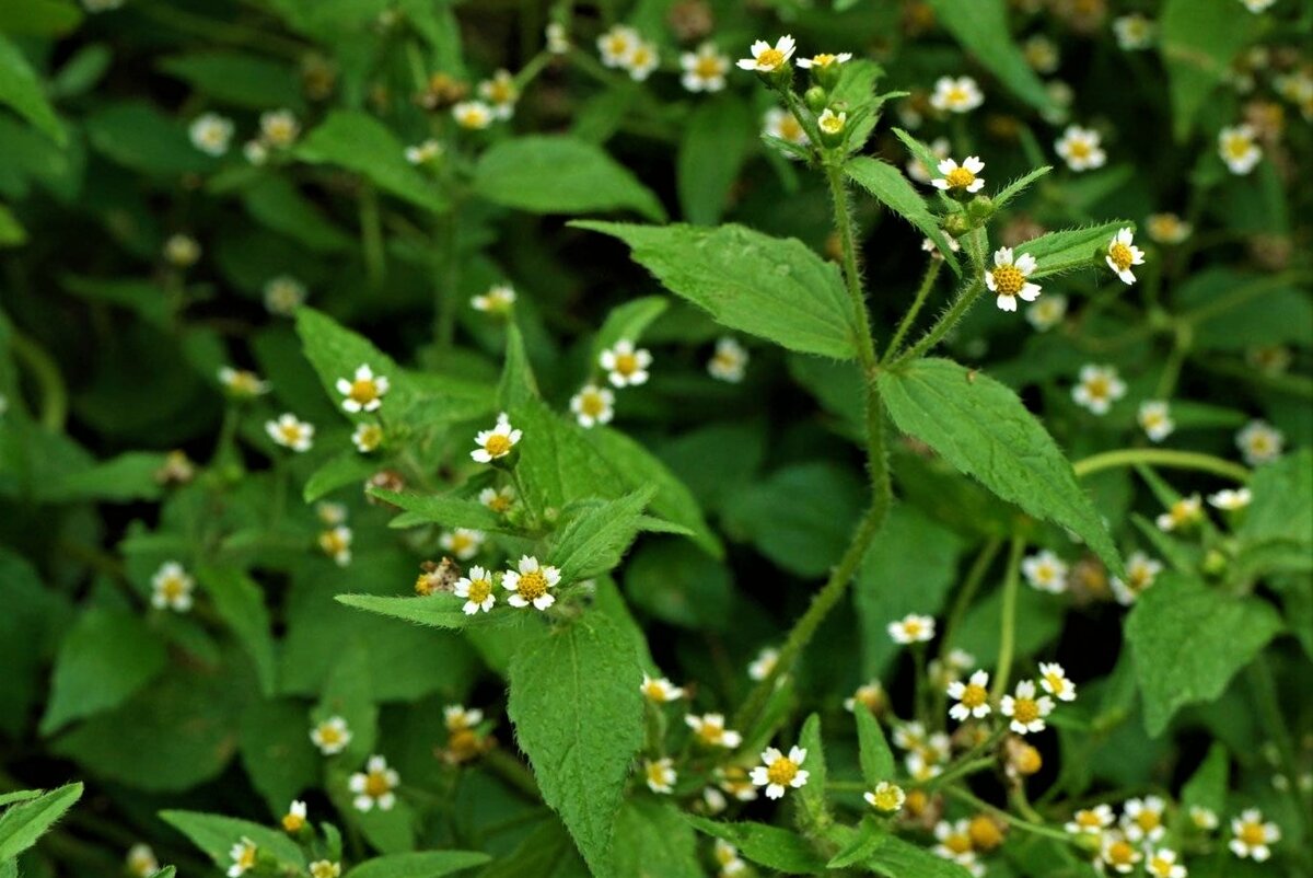 vr-Galinsoga-parviflora - Пестициды.by - средства защиты растений