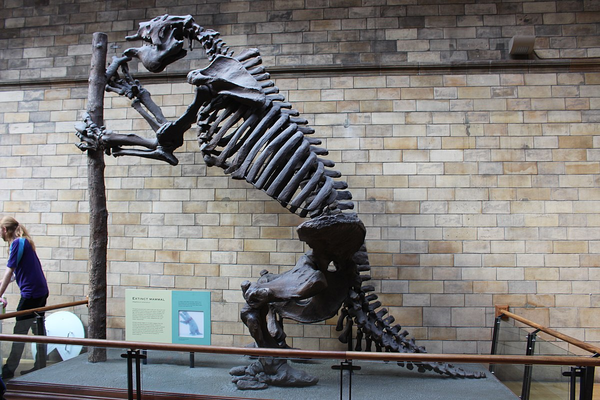 Великан 6 букв. Megatherium americanum Skeleton. Megatherium americanum skeletal Reconstruction
