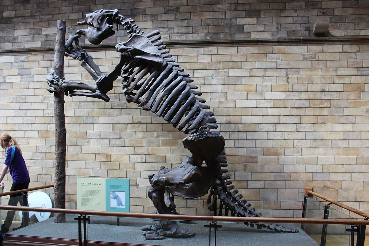 МЕГАТЕРИЙ скелет. Megatherium americanum Skeleton. Скелет ленивца. МЕГАТЕРИЙ размер.