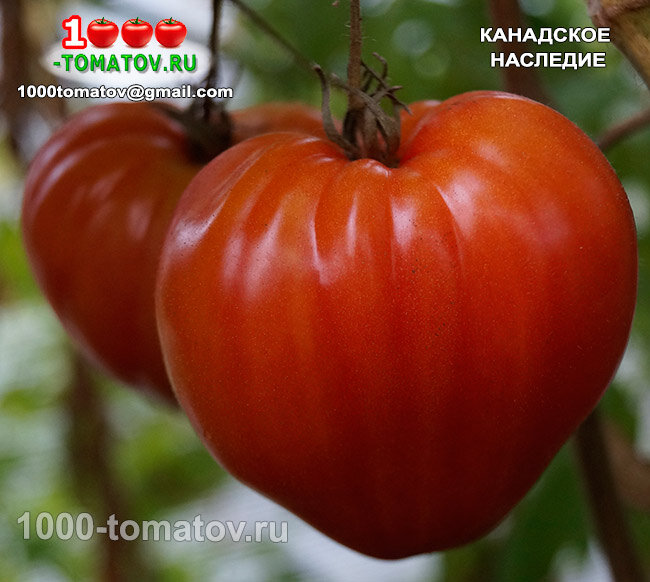 Томат Канадское наследие  Canadian Heritge  фото 2