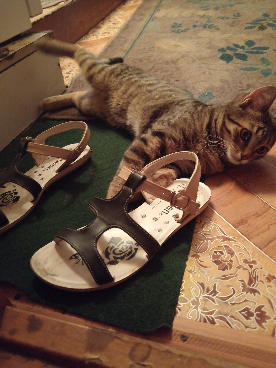 Фото автора. Кот наш Байден любит мерить обувь. 
