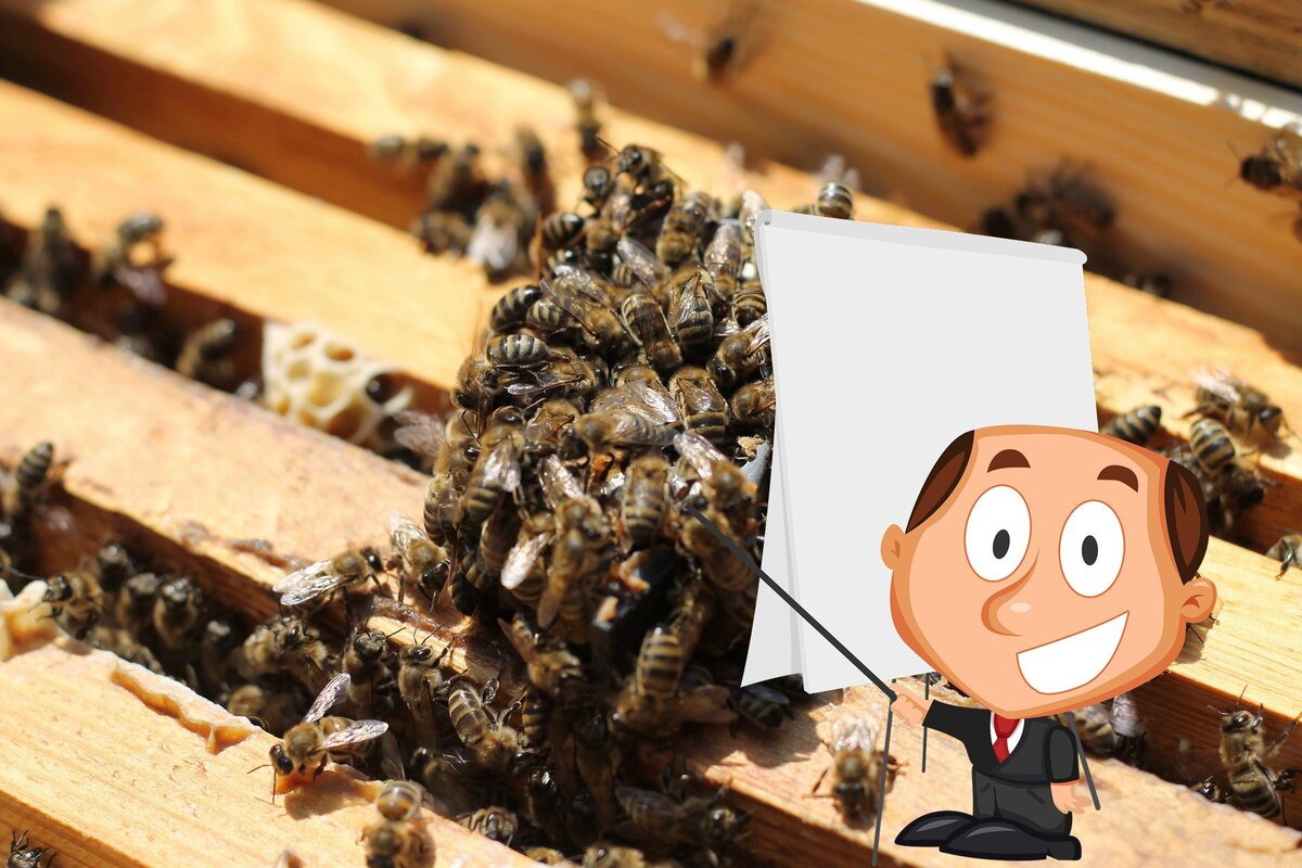 Подсадка пчелиной матки в августе