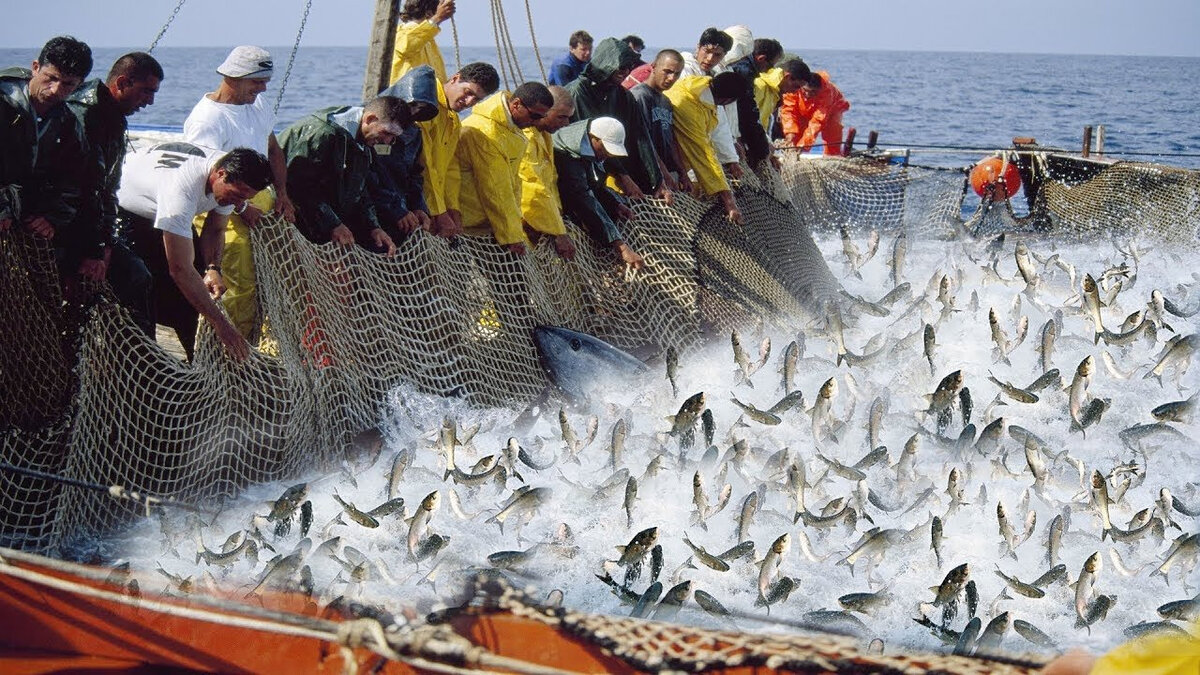 Где добыть рыбу. Балтийское море рыбный промысел. Рыболовный промысел на Балтийском море. Балтийское море промышленный лов рыбы. Рыбный промысел в России.
