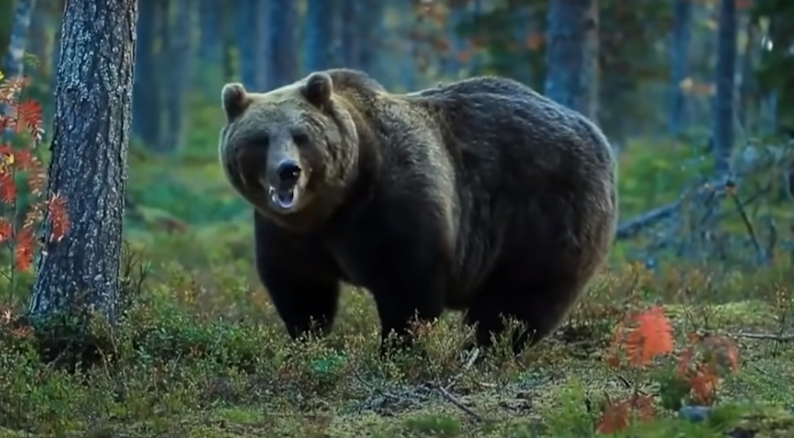 Стоп кадр с видео.