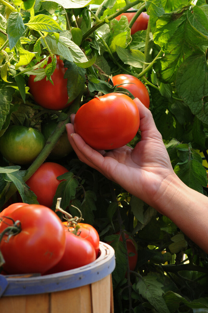 Чем подкормить помидоры в июле, чтобы плоды рано созрели, а урожай былобильным?