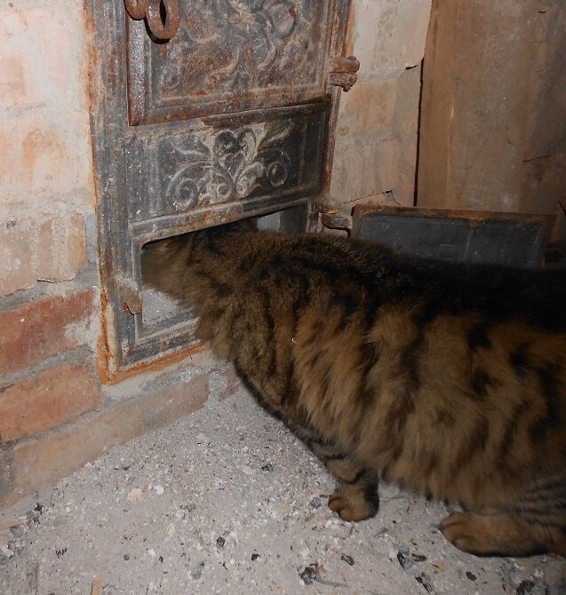 - Любопытный Боливар. Хочет узнать, где там в печке  тепло прячется...
