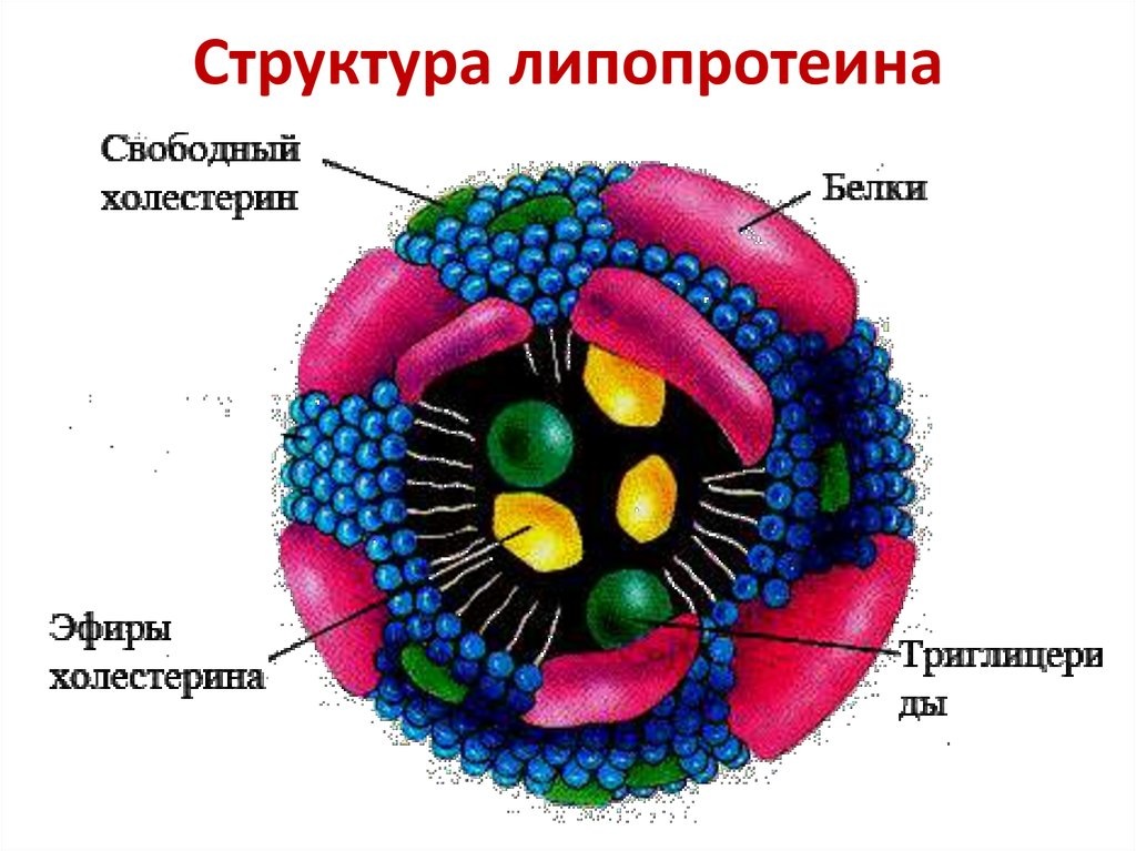 По строению похож на скорлупу с орехом внутри