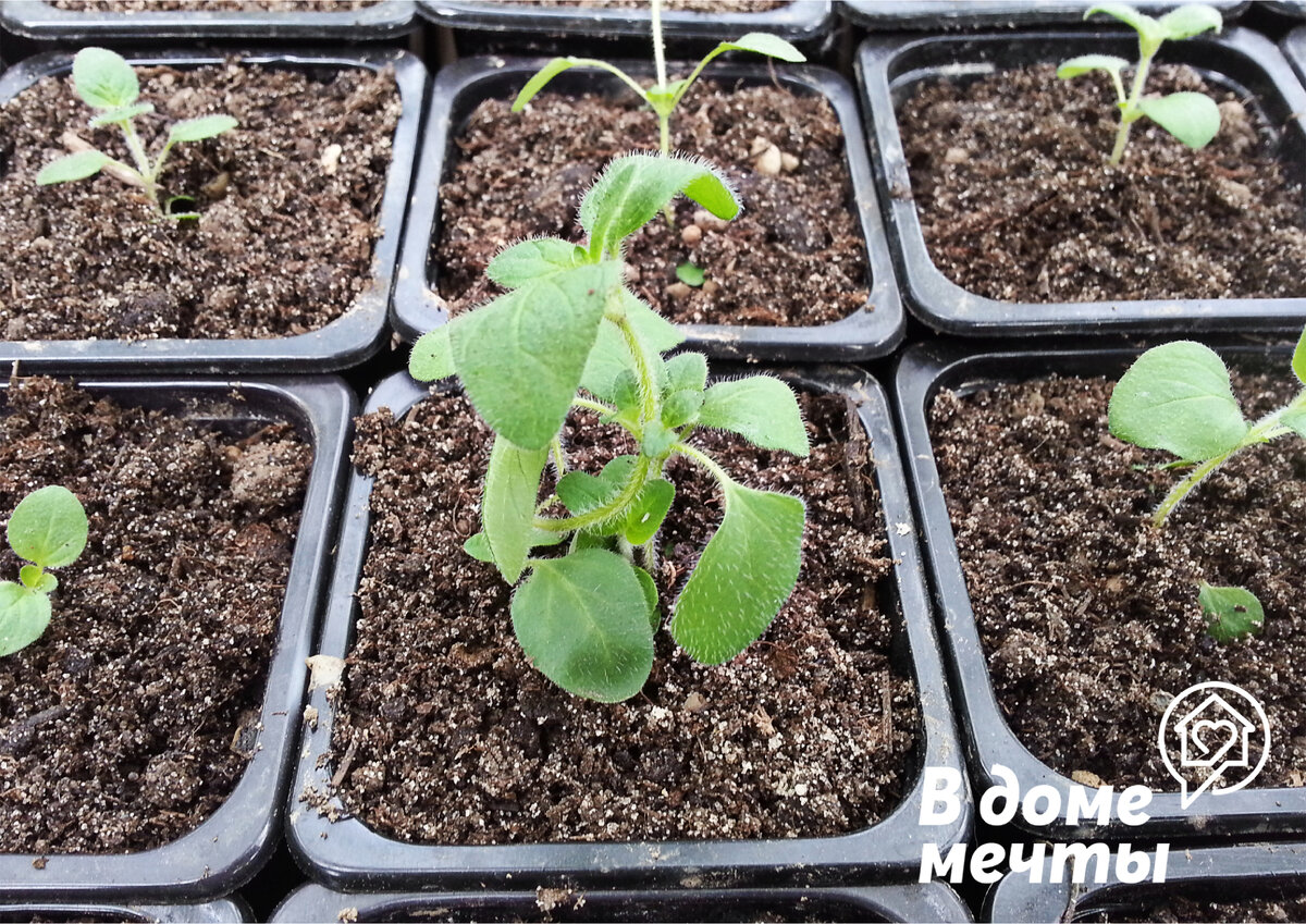 Как правильно сажать зелень и пряные травы на подоконнике: советы и рекомендации