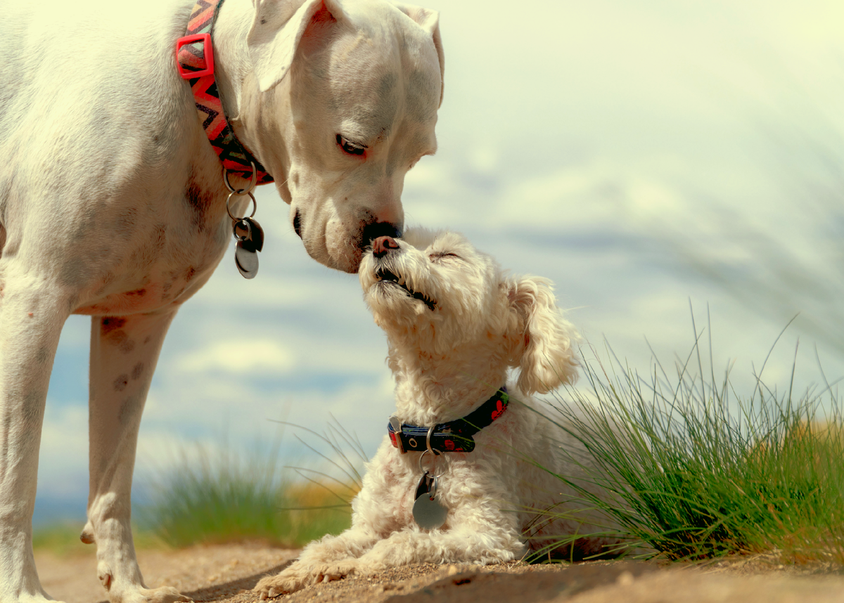 Смириться с собакой. Парень с собакой. Домашние питомцы и человек. Смириться с собакой. Человек обнимает собаку.