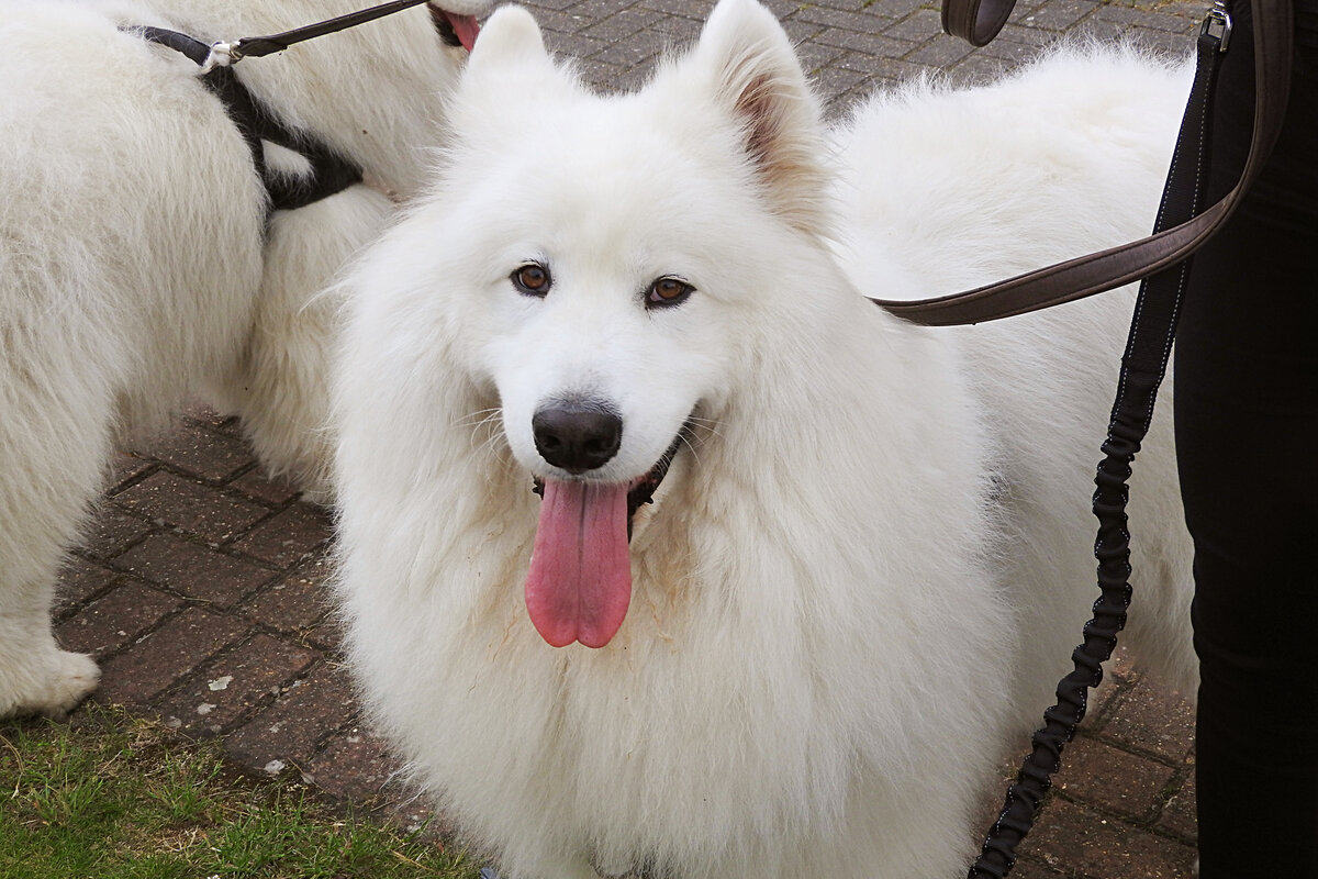 У породы не бывает своих дел — только общие с хозяином.