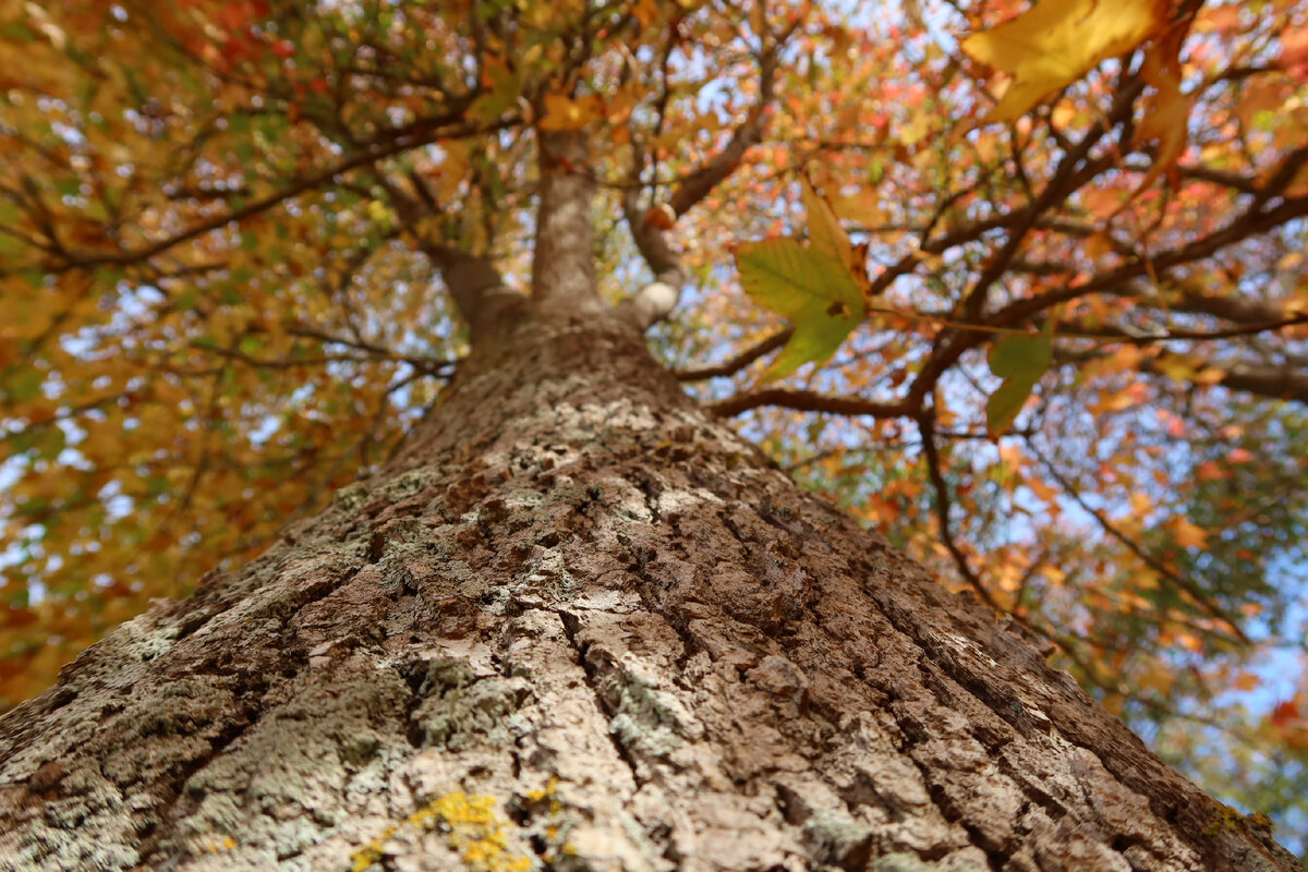 осень в парке 